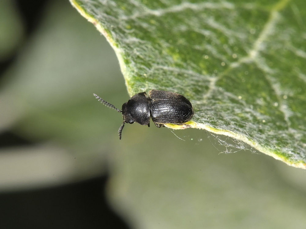 Xyletinus sp. - (Anobiidae)